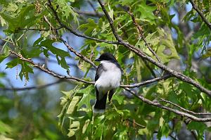 028 Kingbird, Eastern, 2023-05222283 Parker River NWR, MA